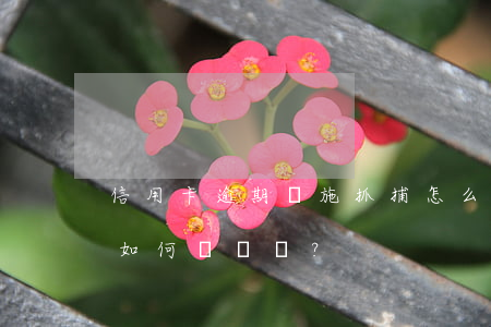 信用卡逾期實施抓捕怎么辦？被抓后應如何應對？